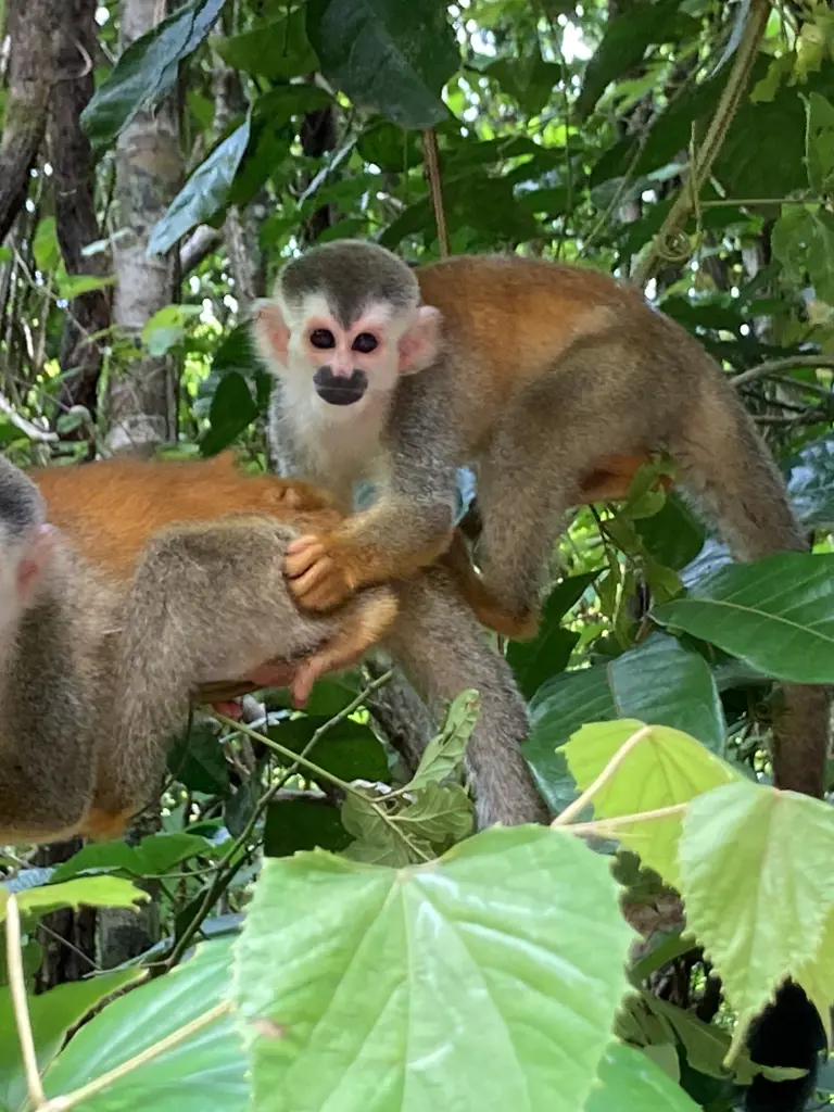 Costa Rica Familienreise: Mit dem Mietwagen Dschungel, Vulkane und Traumstrände entdecken